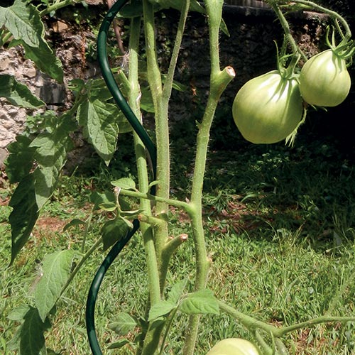 Tutore a spirale per la coltivazione dei pomodori SPIRAL UP