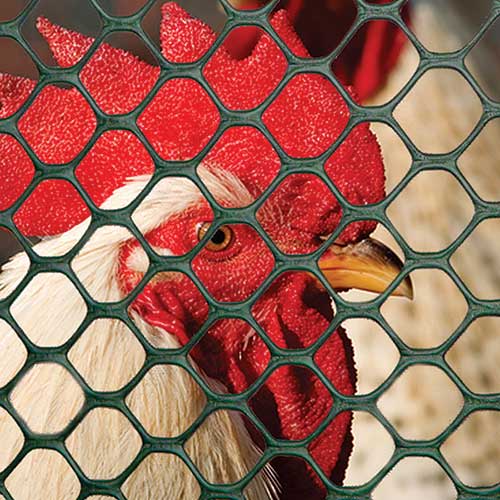 chicken fencing