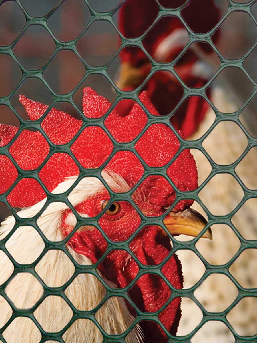 Hexagonal mesh with reinforced and smooth edges for chicken coops, pens and runs